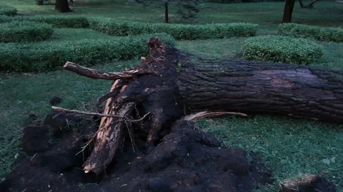Tree uprooted after a thunderstorm Stock Footage 111220609