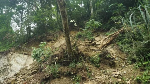 A tree uprooted in a landslide due to rain, in Darjeeling, India Stock Footage 238805916
