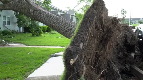 Tree uprooted by tornado and resting on damaged property in Ohio Stock Footage 108776612