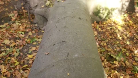 Tree uprooted tree after the storm in Poland Stock Footage 166096722