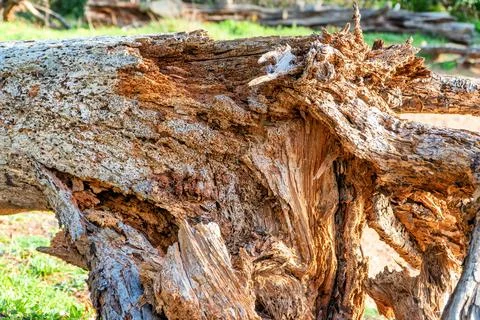 A tree uprooted by the wind, which has become food for termites. Stock Photos