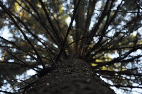 Tree. Upwards view Foto stock