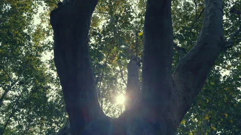 Tree in Urban Environment Stock-Footage 329273392