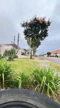 Tree in urban landscape 스톡 사진