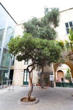 Tree in valetta, malta Stock Photos