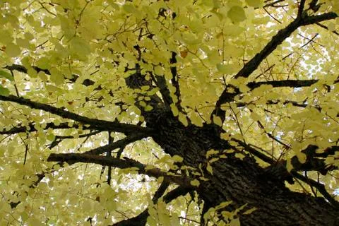 Tree vanishing to leafs Stock Photos