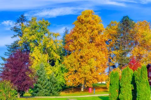 Tree in various autumn colors. Stock Photos