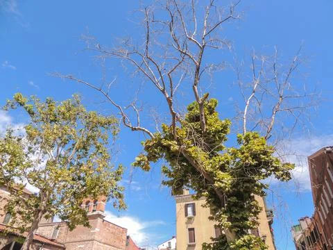 Tree in a Venice Campo. Stock Photos