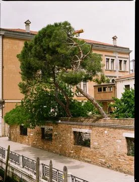 Tree in Venice 스톡 사진