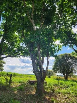 Tree in Verdant Field Stock Photos
