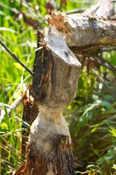 A tree on the verge of falling after being eaten away at by a beaver near the Stock Photos