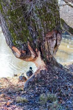 A tree on the verge of falling after being eaten away at by a beaver near the Stock Photos