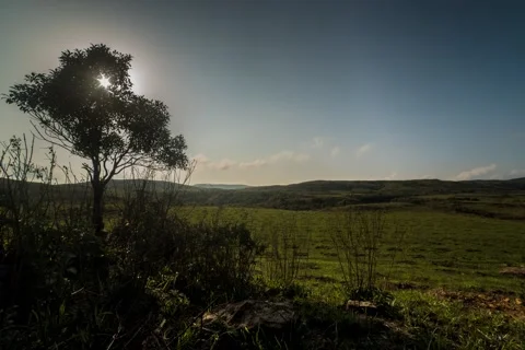 Tree Vertical Movement Sunset h264-420 4K 29.97 UHQ Video stock 52555765