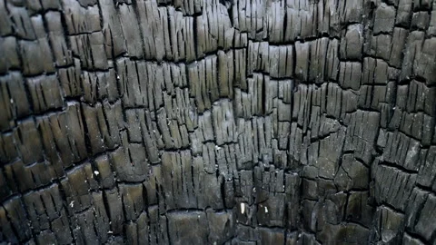 Tree vertical panorama after fire Stock Footage 150203206
