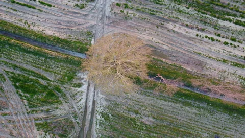 Tree vertical sunset 스톡 동영상 150001266