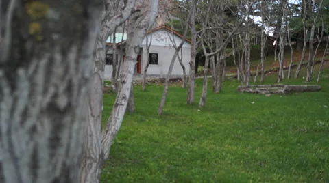 Tree in Very beautiful Garden Stock Footage 49911207