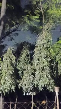 This tree is very beautiful to look at Stock Photos
