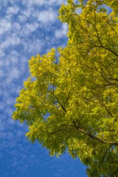 Tree with very blue sky Stock Photos