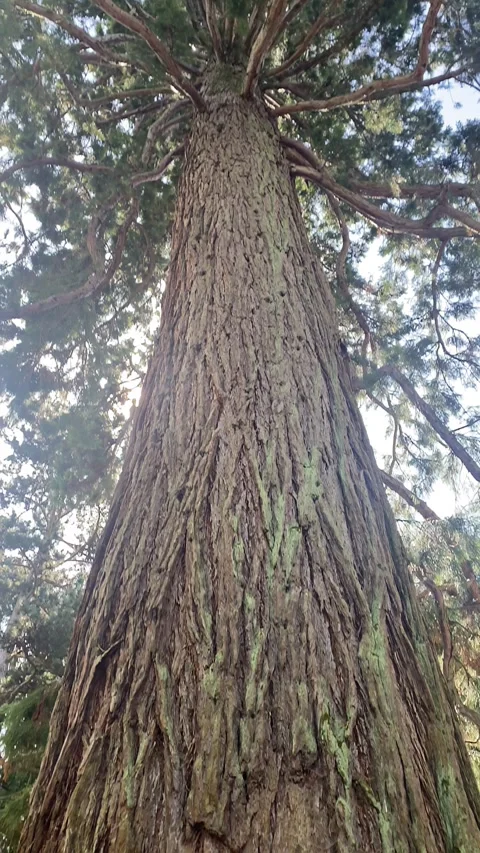 The tree is very old, 5 meters in circumference, growing upwards 動画素材 314840712