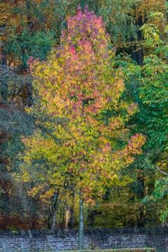 Tree with vibrant colors in fall Stock Photos