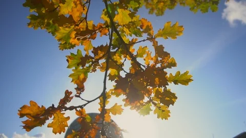 Tree video 스톡 동영상 121449254