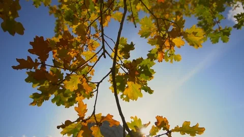 Tree video 스톡 동영상 121449365