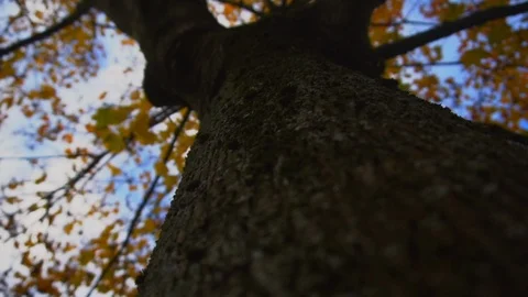 Tree video 스톡 동영상 121449806