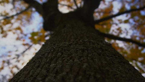 Tree video 스톡 동영상 121449826