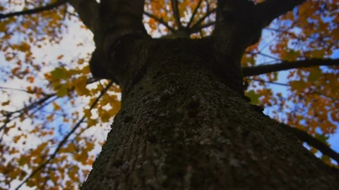 Tree video 스톡 동영상 121449847