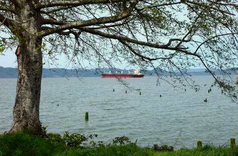 Tree with a view of the astoria harbor. Stock Photos