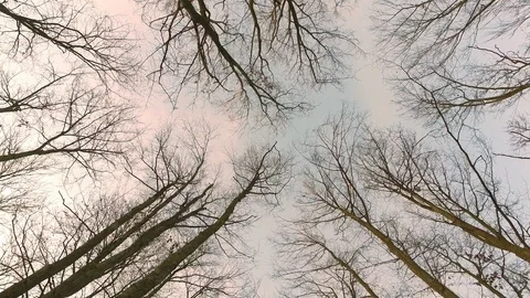 Tree view from bellow sky in autumn Stock Footage 87290608