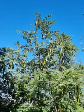Tree view from below. blue sky Stock Photos
