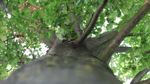 Tree View From Below Stock-Footage 52668860