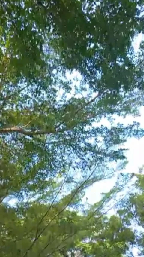 Tree view below Stock Footage 244632522