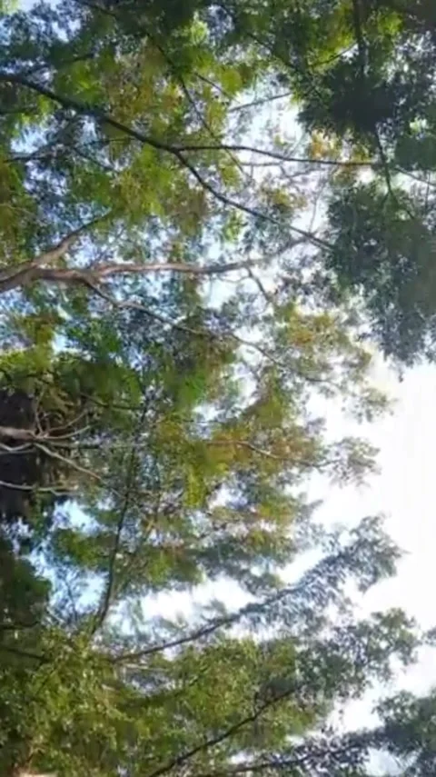 Tree view below Stock Footage 244632950