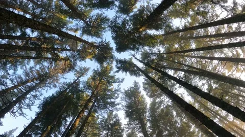 Tree, view from the bottom up, from the stem to the crown Stock Footage 223066061