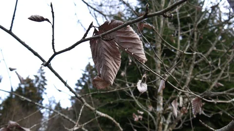 Tree view from bottom to top Stock Footage 100413128