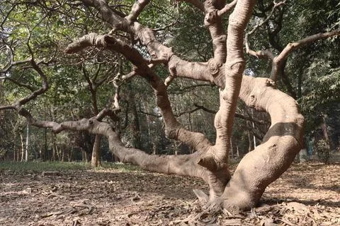 Tree view with brunch on forest Fotos Stock