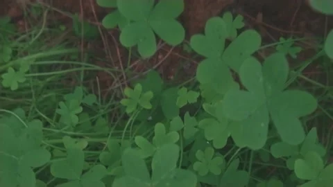 Tree view 스톡 동영상 130880610