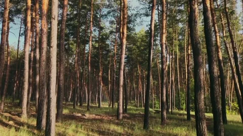 Tree view Stock Footage 233653985