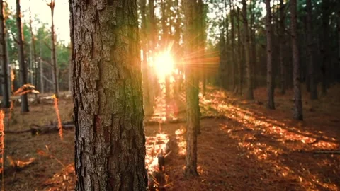 Tree view Stock Footage 234155610