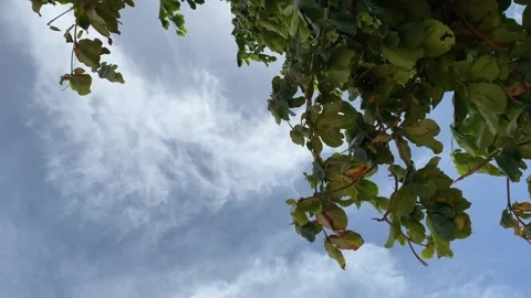 Tree view outdoor against blue sky summer landscape view with empty text space Stock Footage 247604597
