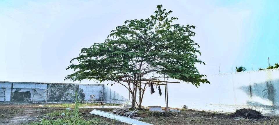 Tree view with over-exposure background Stock Photos