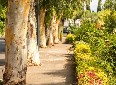 Tree View Stock Photos