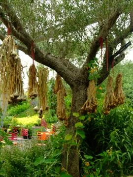 A tree view Stock Photos