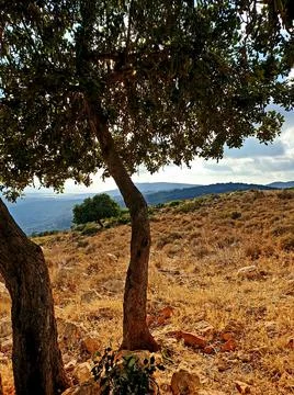 Tree View Stock Photos