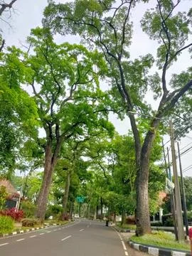 Tree view Foto stock