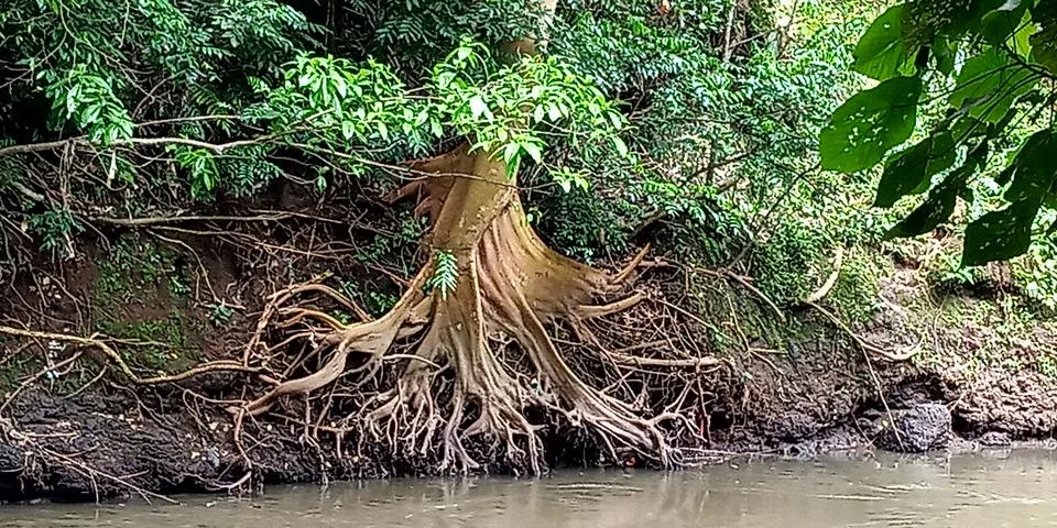 Tree view Foto stock