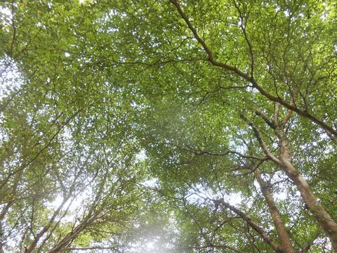 Tree view Stock Photos