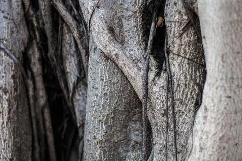 Tree view surface roughness. Picture tree branches are roots covered. Foto stock